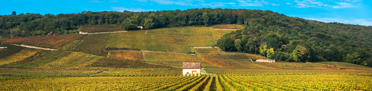 Rotwein aus dem Burgund kaufen
