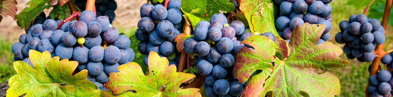 Cabernet Sauvignon Weine