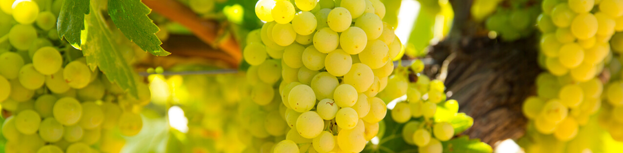 Chardonnay-Wein kaufen