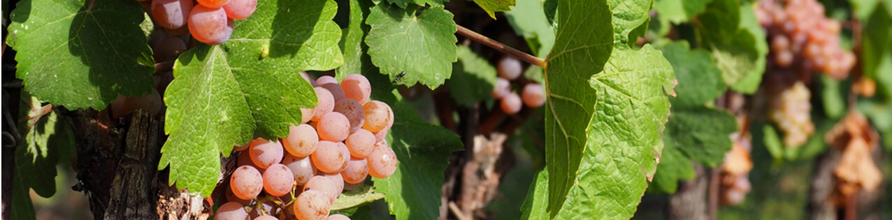 Grauburgunder-Wein kaufen