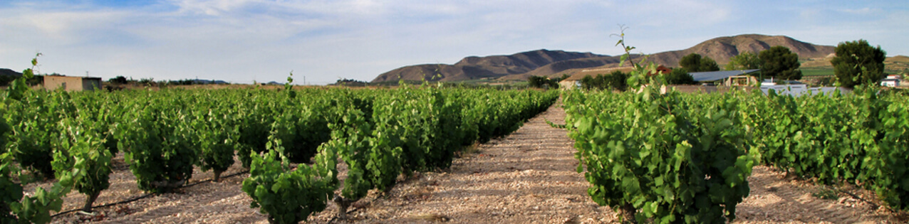 Spanische Rotwein von Jumilla kaufen