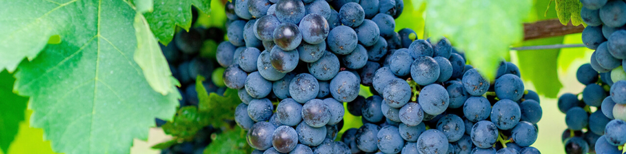 Merlot-Wein kaufen
