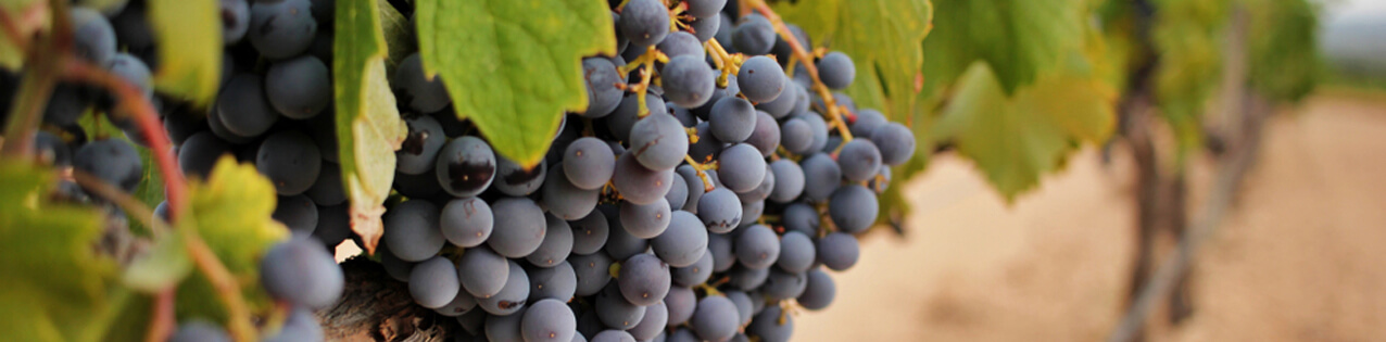 Monastrell Wein kaufen