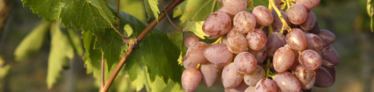 Muskateller Wein kaufen