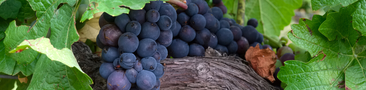 Pinot Noir Wein kaufen