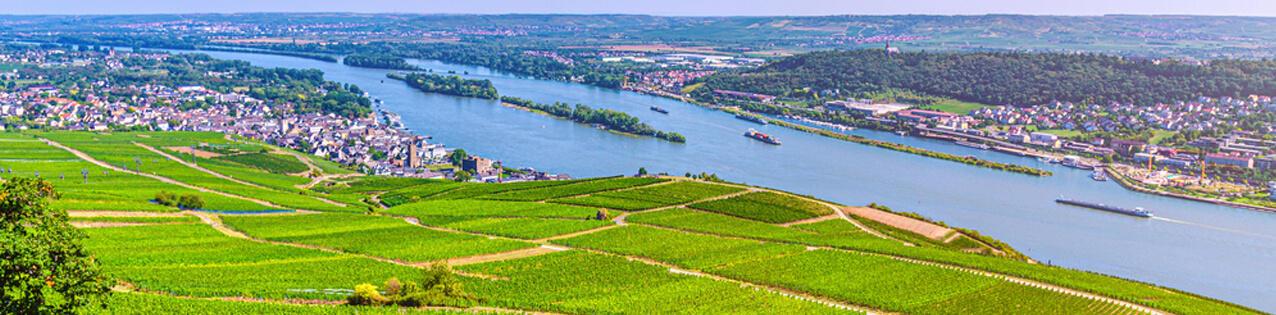Deutsche Rotweine aus dem Rheingau