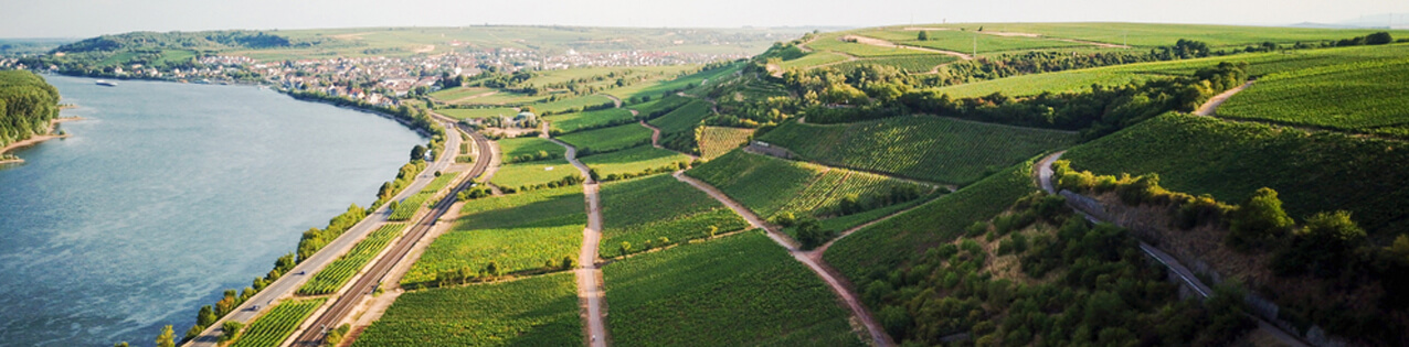 Deutsche Ros�weine aus Rheinhessen