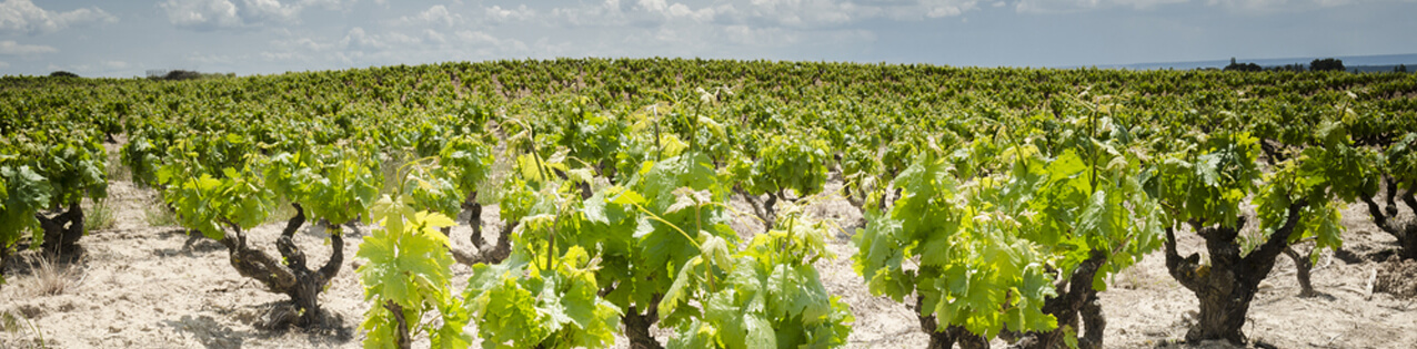 Rotweine aus Ribera del Duero, Spanien, kaufen