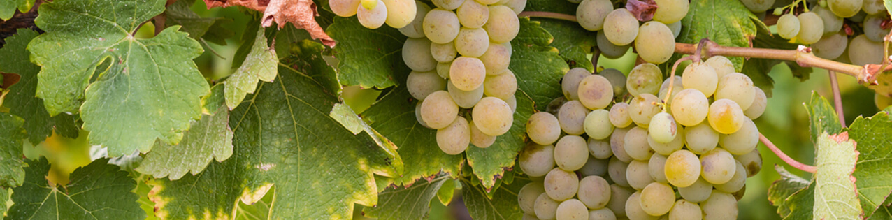 Riesling-Wein kaufen