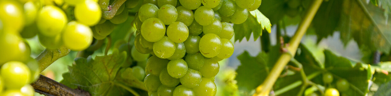 Sauvignon Blanc Wein kaufen