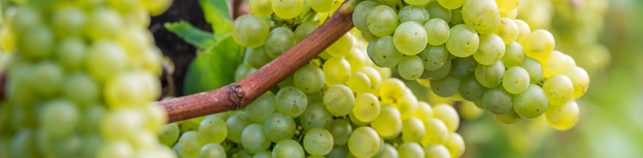 Silvaner-Wein kaufen