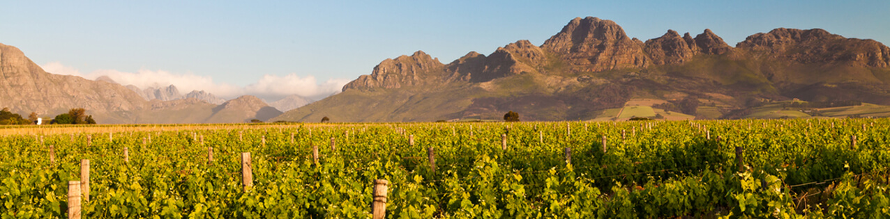 Rotwein aus Sued Afrika kaufen