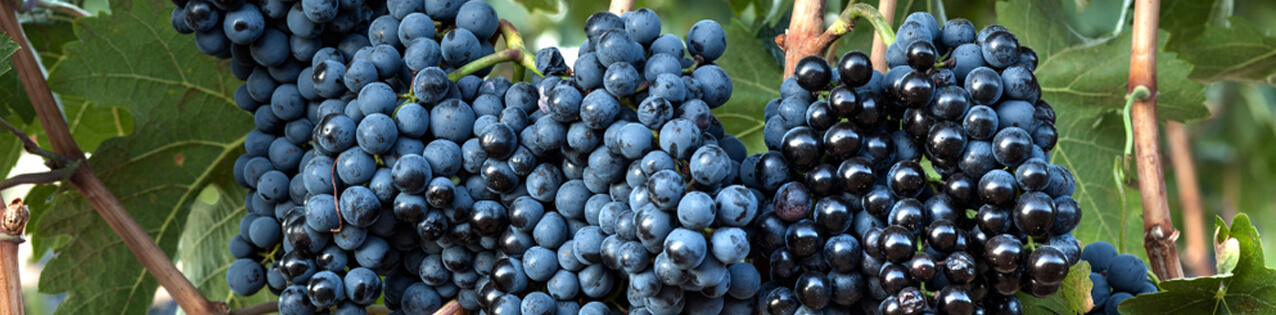 Tempranillo-Wein kaufen