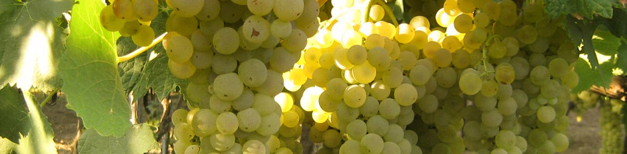 Turbiano (Trebbiano) Wein kaufen