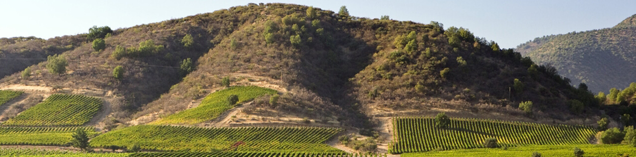 Wein aus Chile kaufen