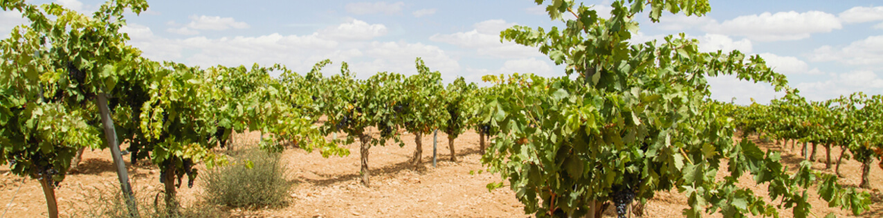Rotwein aus Valdepenas kaufen