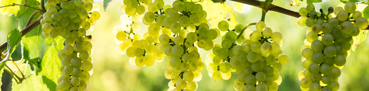 Weissburgunder-Wein kaufen